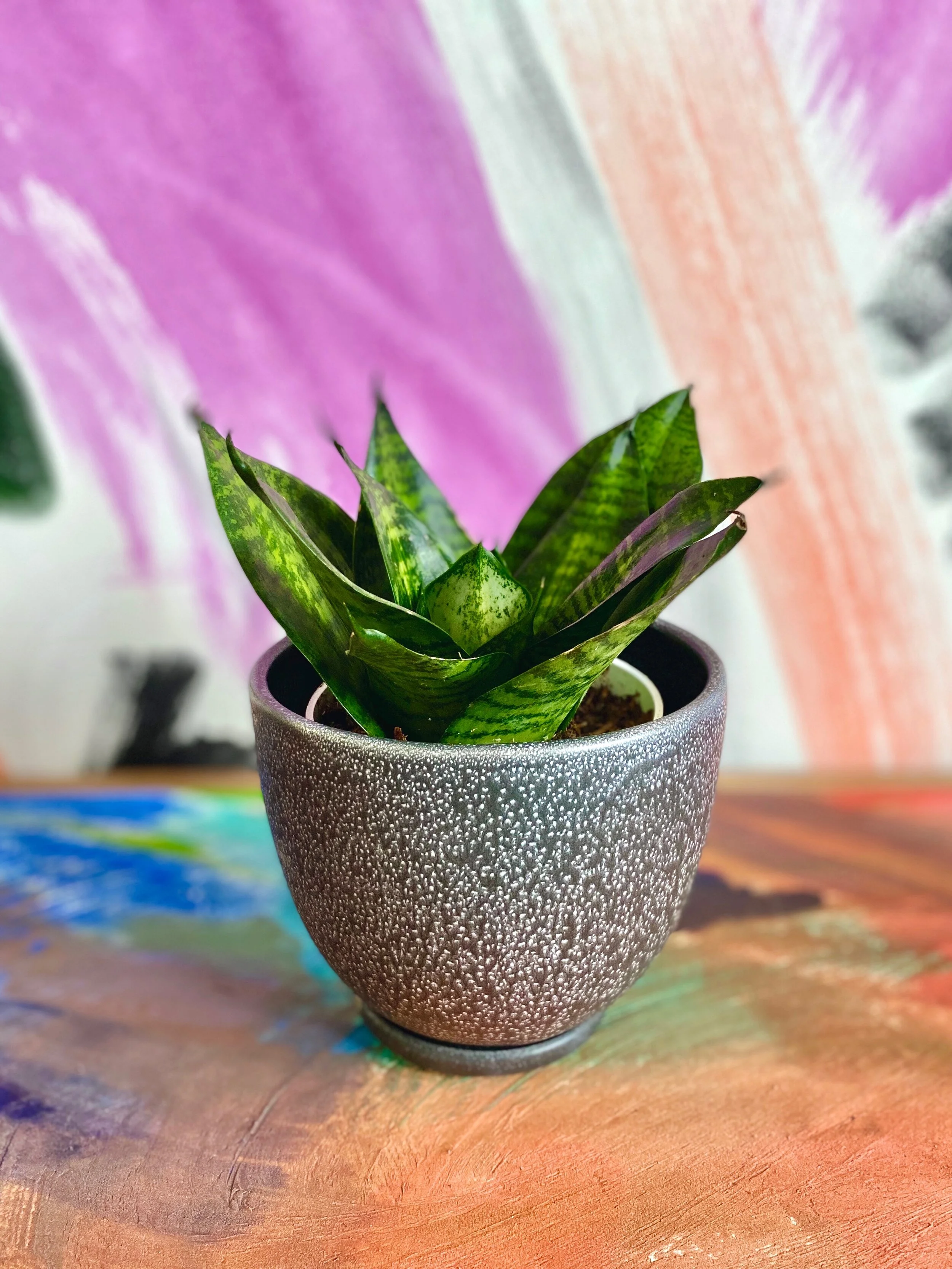 Sansevieria Forest Star — The Tender Gardener